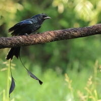 Dziwogon rajski - Greater Racket-tailed Drongo