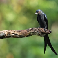 Dziwogon popielaty - Ashy Drongo