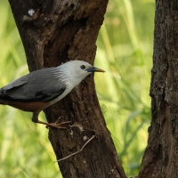 Szpak rdzawobrzuchy - Malabar Starling