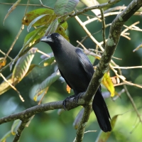Wrona orientalna - House Crow