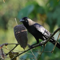 Wrona orientalna - House Crow