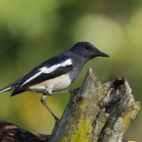 Sroczek zmienny - Oriental Magpie-Robin