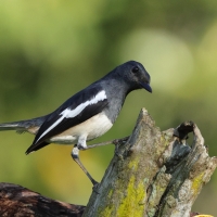 Sroczek zmienny - Oriental Magpie-Robin