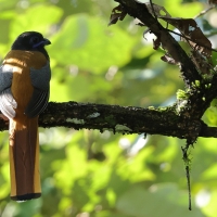 Sędzioł malabarski - Malabar Trogon