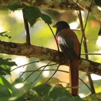 Sędzioł malabarski - Malabar Trogon