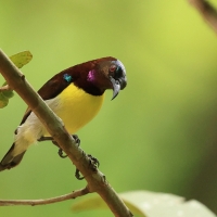 Nektarnik żółtobrzuchy - Purple-rumped Sunbird