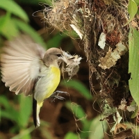 Nektarnik żółtobrzuchy - Purple-rumped Sunbird