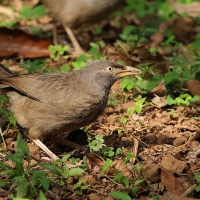 Tymal szarogłowy - Jungle Babbler