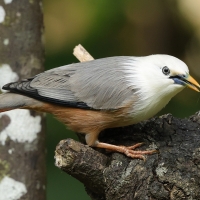 Szpak rdzawobrzuchy - Malabar Starling