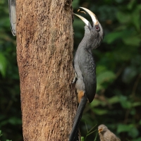 Dzioborożec szary - Malabar Grey-Hornbill