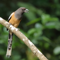 Srokówka jasnoskrzydła - Rufous Treepie