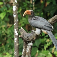 Dzioborożec szary - Malabar Grey-Hornbill