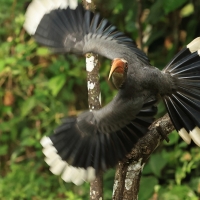 Dzioborożec szary - Malabar Grey-Hornbill