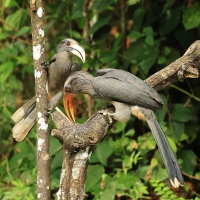 Dzioborożec szary - Malabar Grey-Hornbill