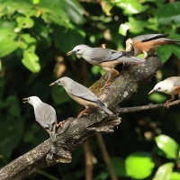 Szpak rdzawobrzuchy - Malabar Starling