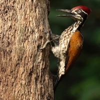 Sułtan indochiński - Greater flameback