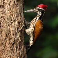 Sułtan indochiński - Greater flameback
