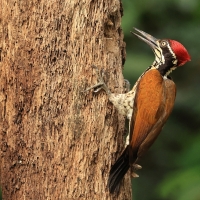 Sułtan indochiński - Greater flameback