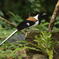 Srokówka białobrzucha - White-bellied Treepie