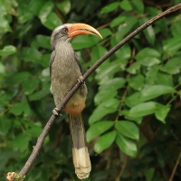 Dzioborożec szary - Malabar Grey-Hornbill
