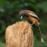 Srokówka jasnoskrzydła - Rufous Treepie