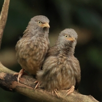 Tymal szarogłowy - Jungle Babbler