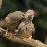 Tymal szarogłowy - Jungle Babbler