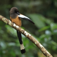 Srokówka jasnoskrzydła - Rufous Treepie