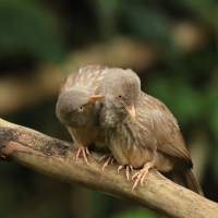 Tymal szarogłowy - Jungle Babbler
