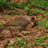 Tymal szarogłowy - Jungle Babbler