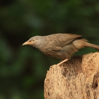 Tymal szarogłowy - Jungle Babbler