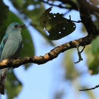 Modrówka seledynowa - Verditer Flycatcher