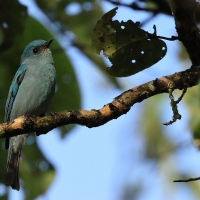 Modrówka seledynowa - Verditer Flycatcher