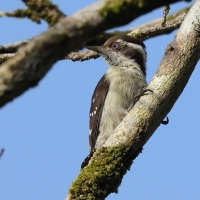 Dzięcioł brązowogłowy - Indian Pygmy Woodpecker