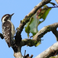 Dzięcioł brązowogłowy - Indian Pygmy Woodpecker