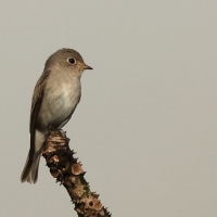 Muchołówka brunatna - Asian Brown Flycatcher