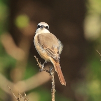 Dzierzba brązowa - Brown Shrike