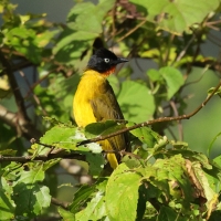 Bilbil rubinowy - Flame-throated Bulbul