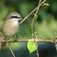 Dzierzba brązowa - Brown Shrike