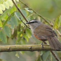 Malabarosójkownik rdzawoboczny - Kerala Laughingthrush