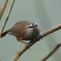 Malabarosójkownik rdzawoboczny - Kerala Laughingthrush