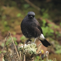 Kląskawka czarna - Pied Bush Chat