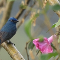 Modrówka turkusowa - Nilgiri Flycatcher