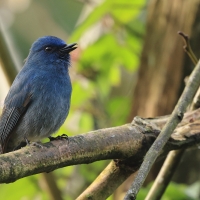Modrówka turkusowa - Nilgiri Flycatcher
