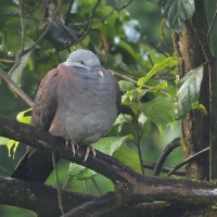 Gołąb brązowogrzbiety - Nilgiri Wood-Pigeon