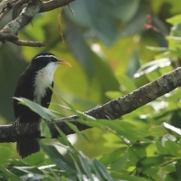 Łączniak żółtodzioby - Indian Scimitar-Babbler