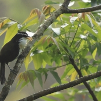 Łączniak żółtodzioby - Indian Scimitar-Babbler