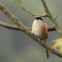 Dzierzba zmienna - Long-tailed Shrike
