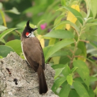 Bilbil zbroczony - Red-whiskered Bulbul