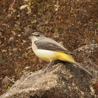 Pliszka górska - Grey Wagtail